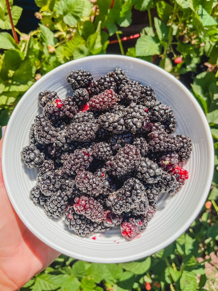 filled up white bowl of freshly picked blackberries.
