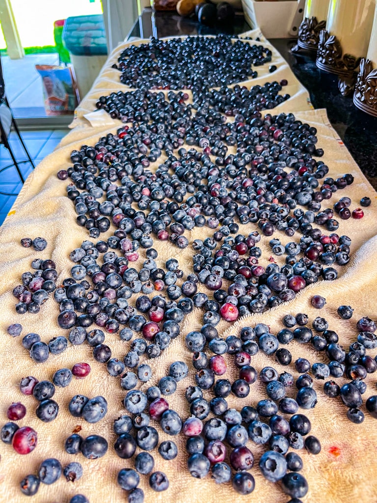 freshly cleaned blueberries laid out on counter drying